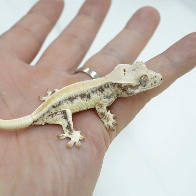 릴리화이트 솔리드백