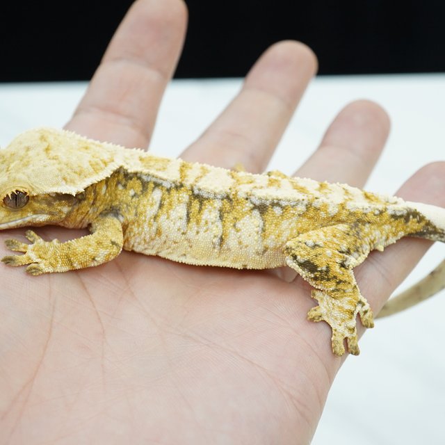 노멀 트라이 드리피 화이트스팟