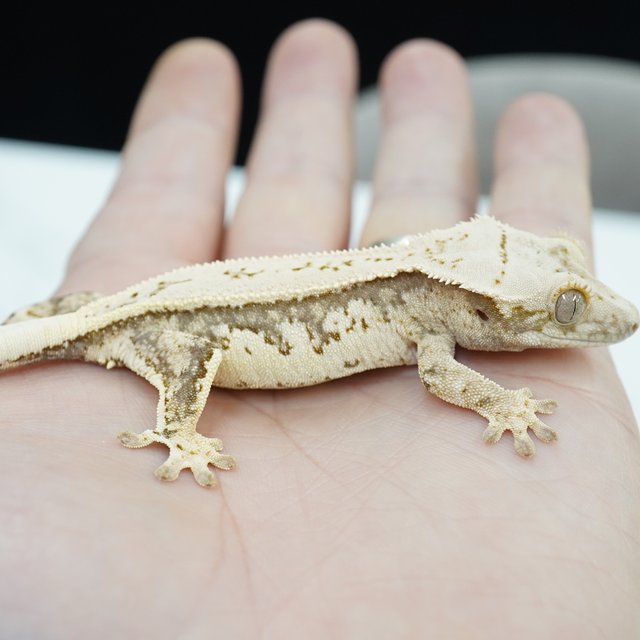 노멀 화이트크라운 화이트핀 화이트