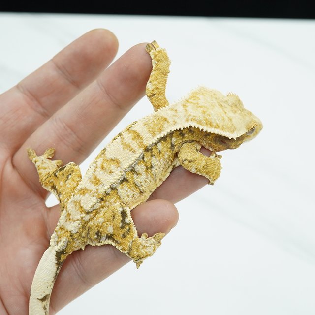 노멀 트라이 드리피 화이트스팟