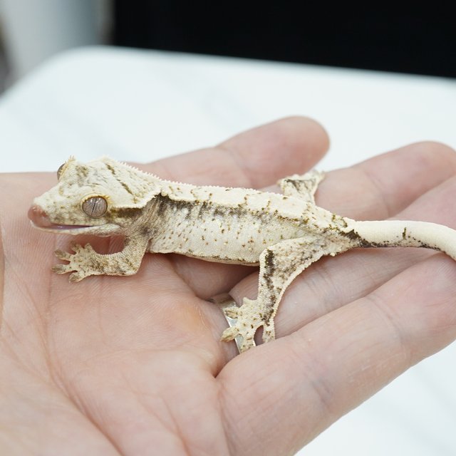 노멀 화이트스팟 화이트크라운 화이트포트홀 화이트핀 화이트