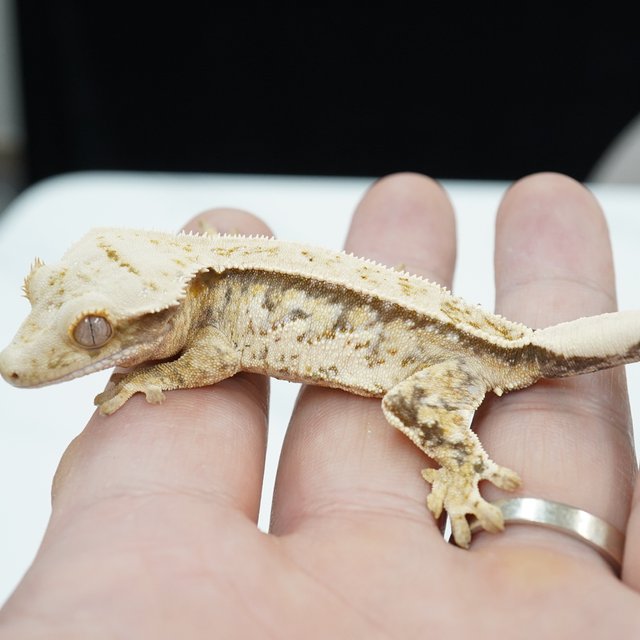 노멀 드리피 화이트스팟 화이트포트홀 화이트핀 화이트