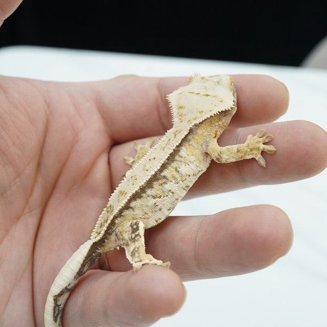 노멀 드리피 화이트스팟 화이트포트홀 화이트핀 화이트