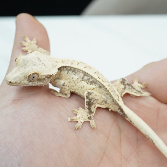 노멀 쿼드 화이트스팟