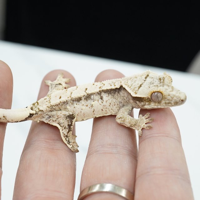 노멀 화이트스팟 화이트크라운 화이트포트홀 화이트핀 화이트