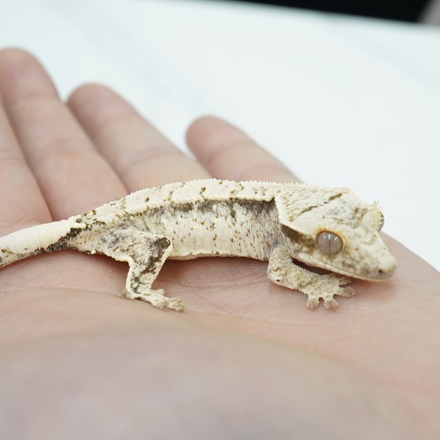 노멀 화이트스팟 화이트크라운 화이트포트홀 화이트핀 화이트