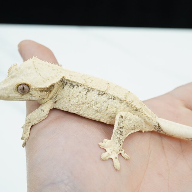 노멀 화이트스팟 화이트크라운 화이트포트홀 화이트핀 화이트