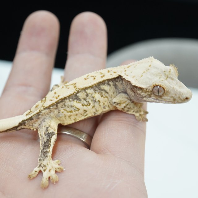 노멀 쿼드 화이트스팟