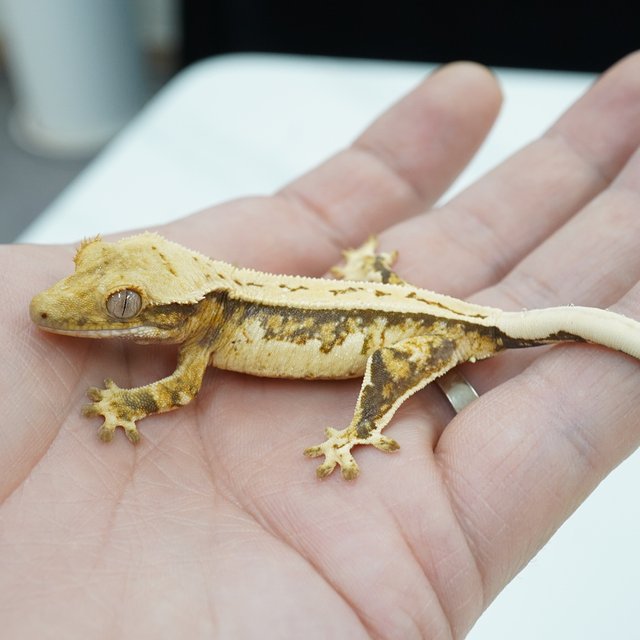 노멀 쿼드 풀핀 드리피