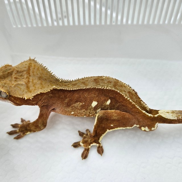 바이 화이트포트홀 레드