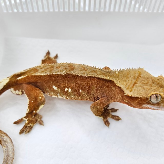 바이 화이트포트홀 레드