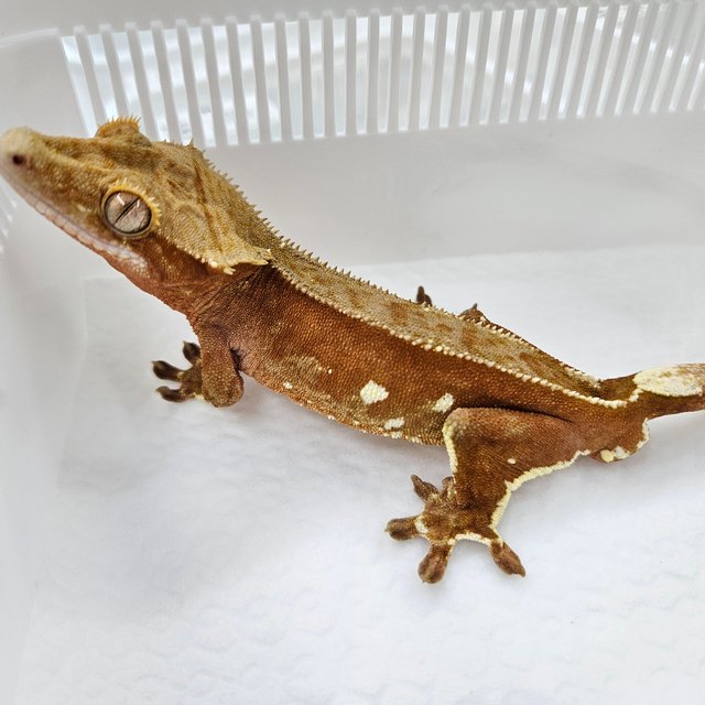 바이 화이트포트홀 레드