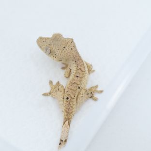 달마시안 슈퍼달마시안