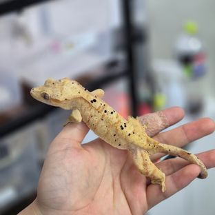 100%헷아잔틱 슈퍼달마시안