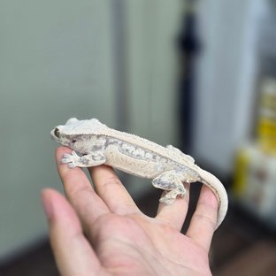 풀핀 화이트스팟 드리피