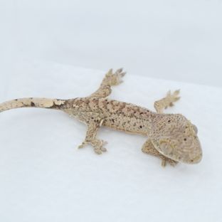 달마시안 슈퍼달마시안