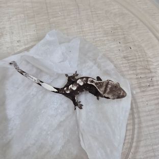 아잔틱