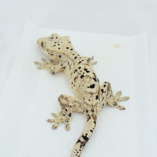 슈퍼달마시안 달마시안