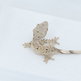 달마시안 슈퍼달마시안