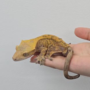 하이포
