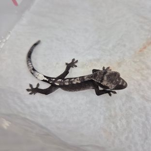 아잔틱
