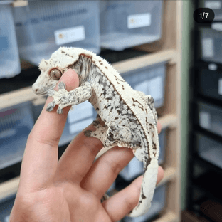 노멀 드리피 화이트포트홀 핀스트라이프 풀핀