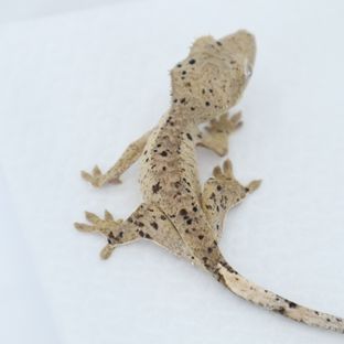 달마시안 슈퍼달마시안