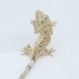 달마시안 슈퍼달마시안