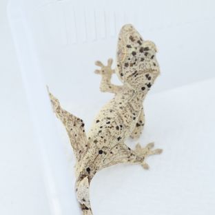 슈퍼달마시안