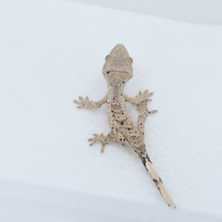 달마시안 슈퍼달마시안