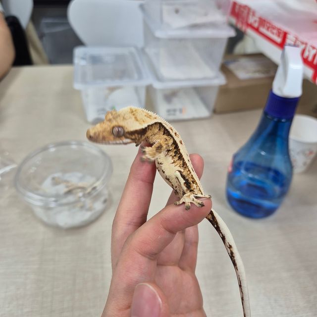 트라이