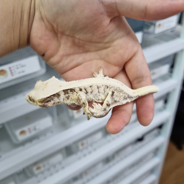 릴리화이트