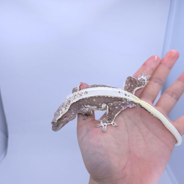 릴잔틱
