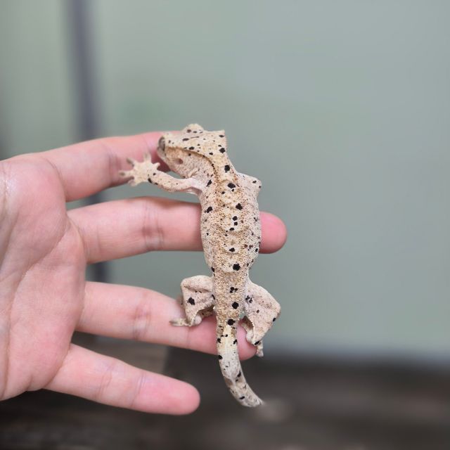달마시안 슈퍼달마시안