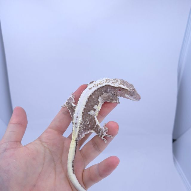 릴잔틱