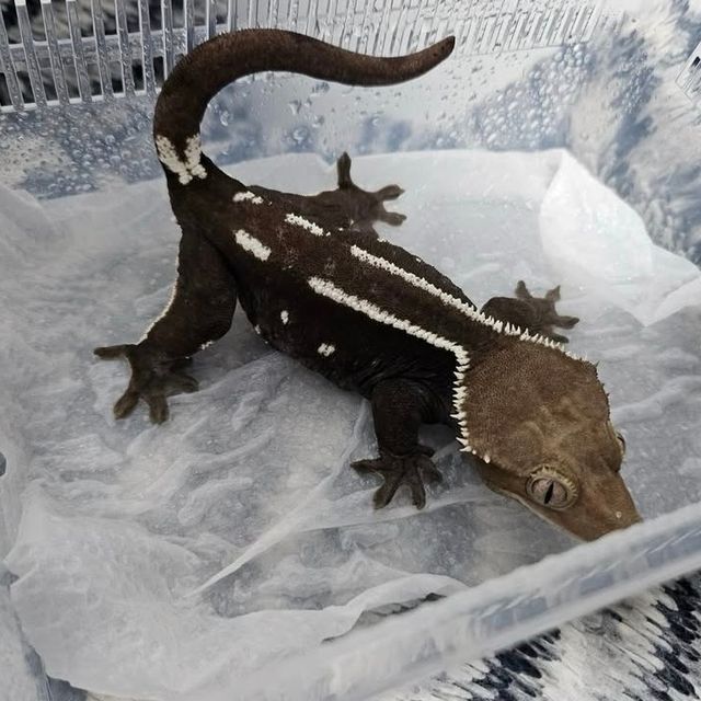아잔틱