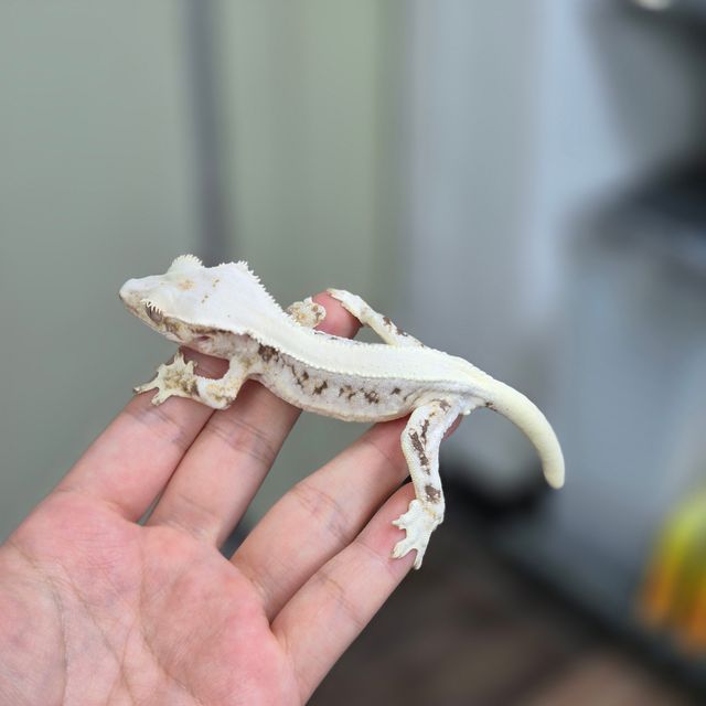 릴리화이트