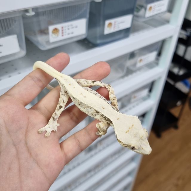 릴리화이트