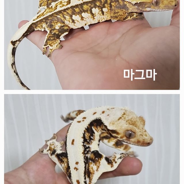 릴리화이트