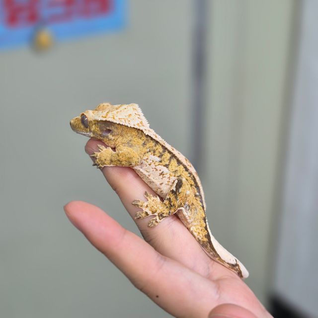 트라이 핀스트라이프 풀핀