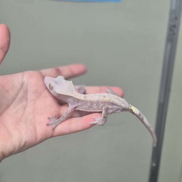 하이포 카푸치노