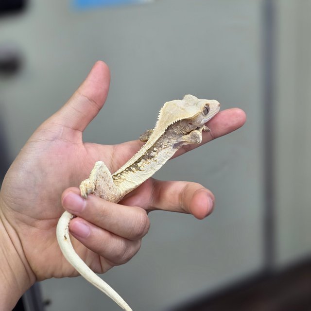 핀스트라이프 쿼드 화이트포트홀 화이트핀 화이트스팟 트라이