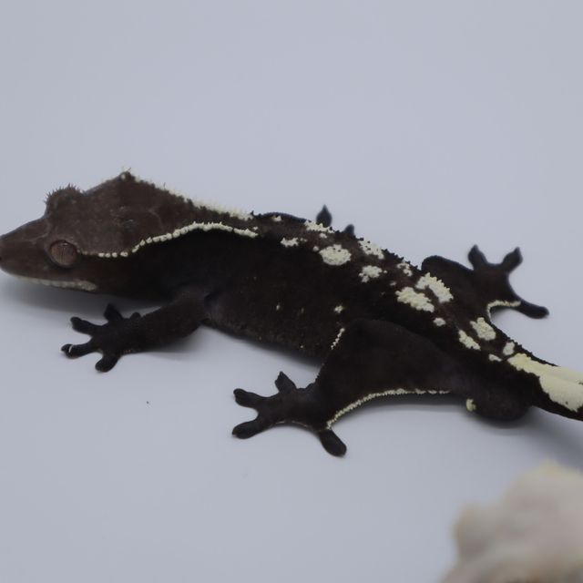 아잔틱