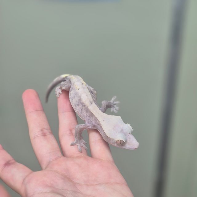 하이포 카푸치노