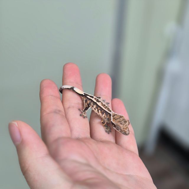 세이블