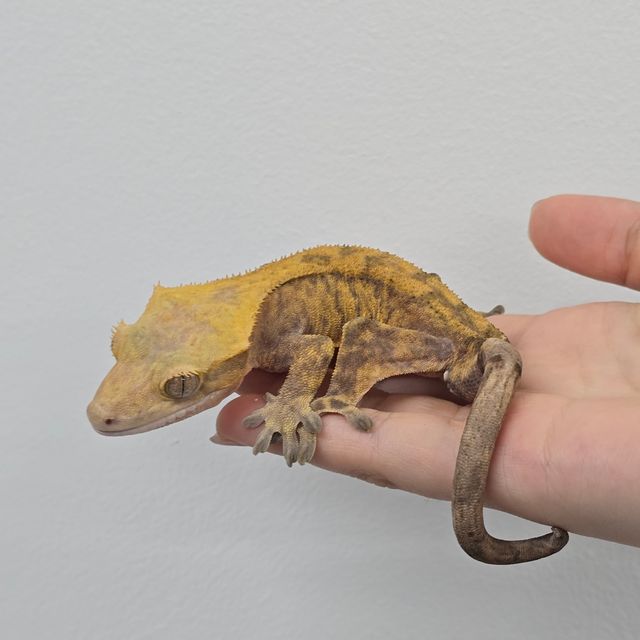 하이포