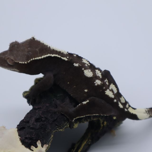 아잔틱