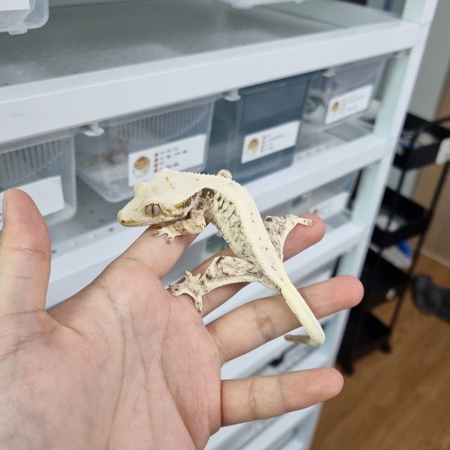 릴리화이트