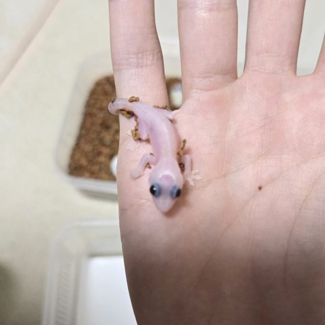 하이포 카푸치노