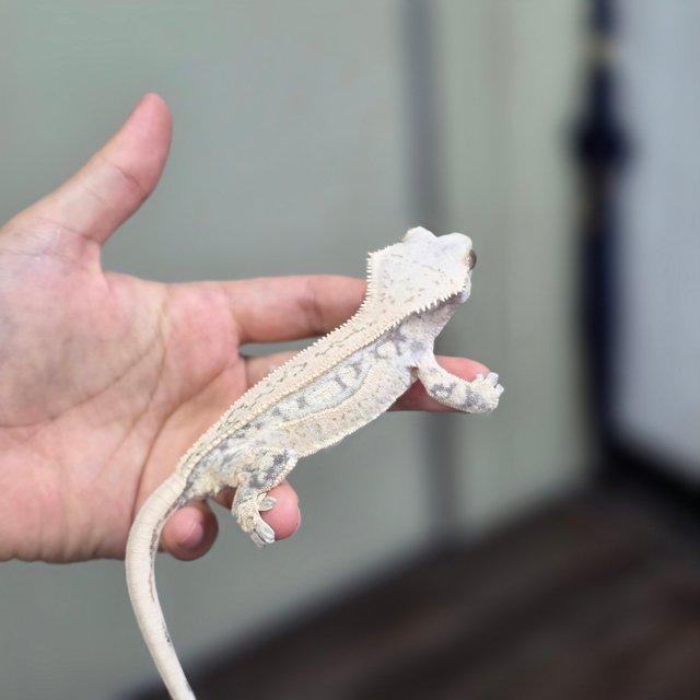 풀핀 화이트스팟 드리피